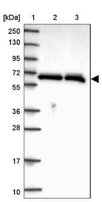 Western Blot: hnRNP L Antibody [NBP2-33627]