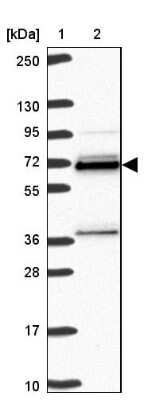 Western Blot: hnRNP L Antibody [NBP2-38675]