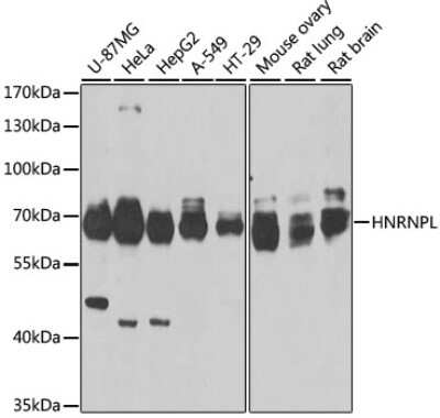 Western Blot: hnRNP L AntibodyBSA Free [NBP3-03641]