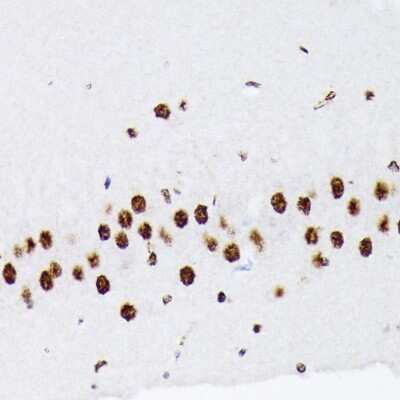 Immunohistochemistry-Paraffin: hnRNP-Q Antibody (1R0G5) [NBP3-16838]