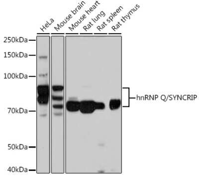 Western Blot: hnRNP-Q Antibody (1R0G5) [NBP3-16838]