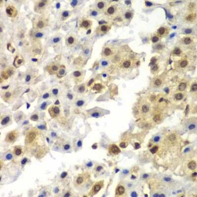 Immunohistochemistry-Paraffin: hnRNP-Q Antibody - BSA Free [NBP3-03335]