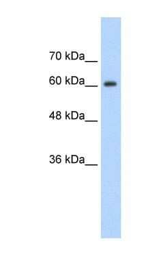 Western Blot: hnRNP-Q Antibody [NBP1-57197]