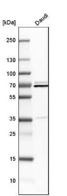 Western Blot: hnRNP-Q Antibody [NBP2-34068]