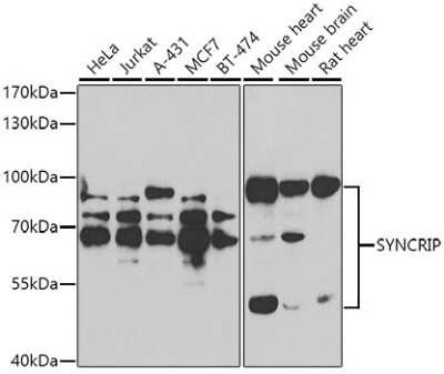 Western Blot: hnRNP-Q AntibodyBSA Free [NBP3-03335]