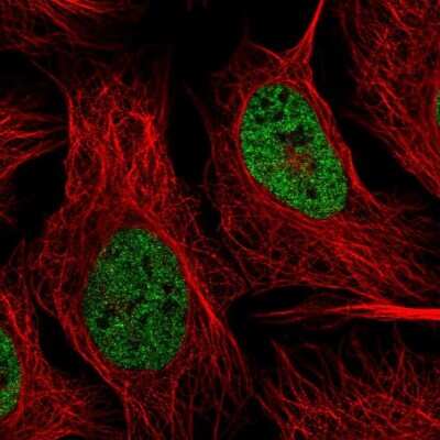 Immunocytochemistry/ Immunofluorescence: hnRNP-R Antibody [NBP1-89676]