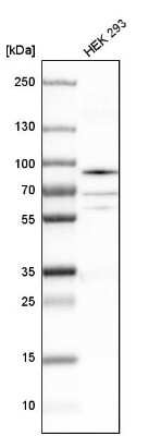 Western Blot: hnRNP-R Antibody [NBP1-89676]