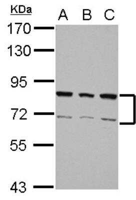 Western Blot: hnRNP-R Antibody [NBP2-16868]
