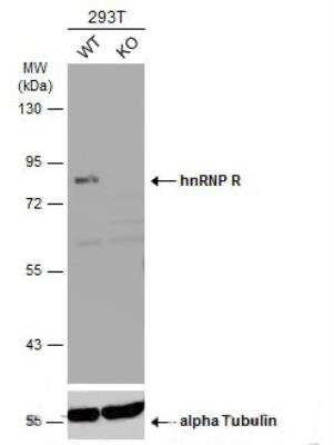 Western Blot: hnRNP-R Antibody [NBP2-16868]