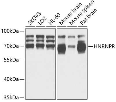 Western Blot: hnRNP-R AntibodyBSA Free [NBP3-02996]