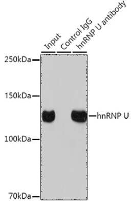 Immunoprecipitation: hnRNP U Antibody (3R3F1) [NBP3-16363]