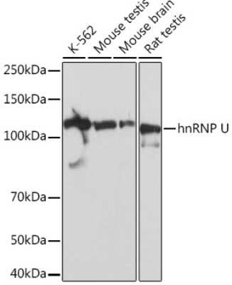 Western Blot: hnRNP U Antibody (3R3F1) [NBP3-16363]