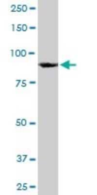 Western Blot: hnRNP U Antibody (4G11) [H00003192-M03]