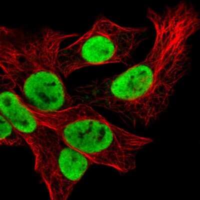 Immunocytochemistry/ Immunofluorescence: hnRNP U Antibody [NBP2-49290]