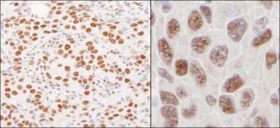 Immunohistochemistry-Paraffin: hnRNP U Antibody [NB100-2134]