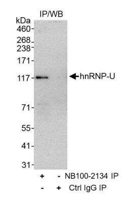Western Blot: hnRNP U Antibody [NB100-2134]