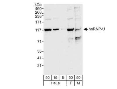 Western Blot: hnRNP U Antibody [NB100-2134]