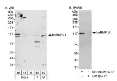 Western Blot: hnRNP U Antibody [NB100-2135]