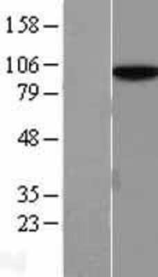 Western Blot: hnRNP U Overexpression Lysate [NBL1-11652]