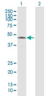 Western Blot: htrA4 Antibody [H00203100-B01P]