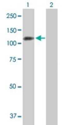 Western Blot: iASPP Antibody [H00010848-B01P]