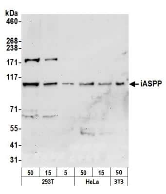 Western Blot: iASPP Antibody [NB100-88155]