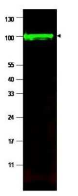 Western Blot: iASPP Antibody [NBP1-77912]