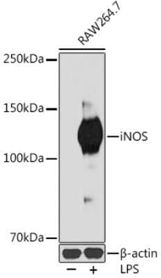 Western Blot: iNOS Antibody (3L0U6) [NBP3-16273]