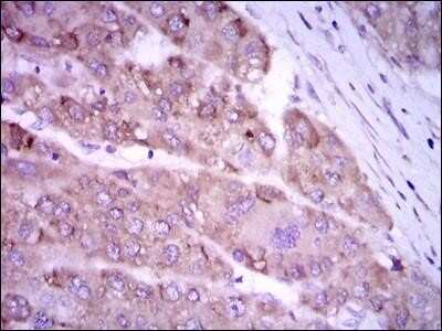 Immunohistochemistry-Paraffin: iNOS Antibody (4E5) - Azide and BSA Free [NBP2-80814]