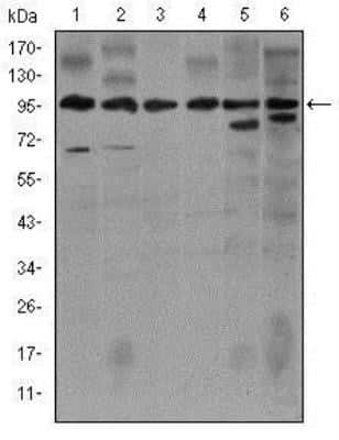 Western Blot: iNOS Antibody (4E5)Azide and BSA Free [NBP2-80814]