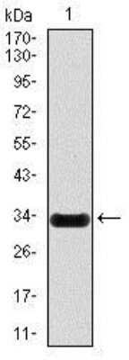 Western Blot: iNOS Antibody (4E5)BSA Free [NBP2-22119]