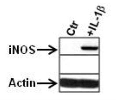 Western Blot: iNOS AntibodyBSA Free [NB300-605]
