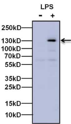 Western Blot: iNOS AntibodyBSA Free [NB300-605]