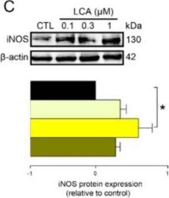 Western Blot: iNOS AntibodyBSA Free [NB300-605]