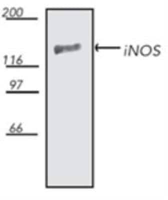 Western Blot: iNOS Antibody [NBP1-97471]