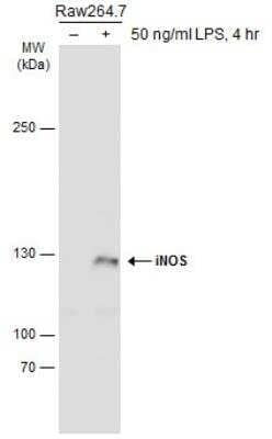 Western Blot: iNOS Antibody [NBP2-42880]