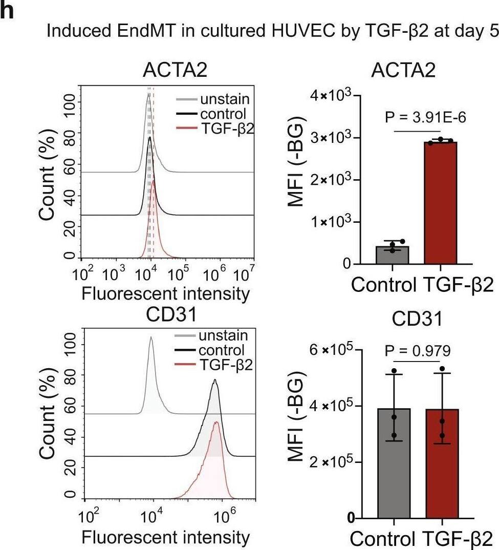 Detection of alpha-Smooth Muscle Actin by Flow Cytometry