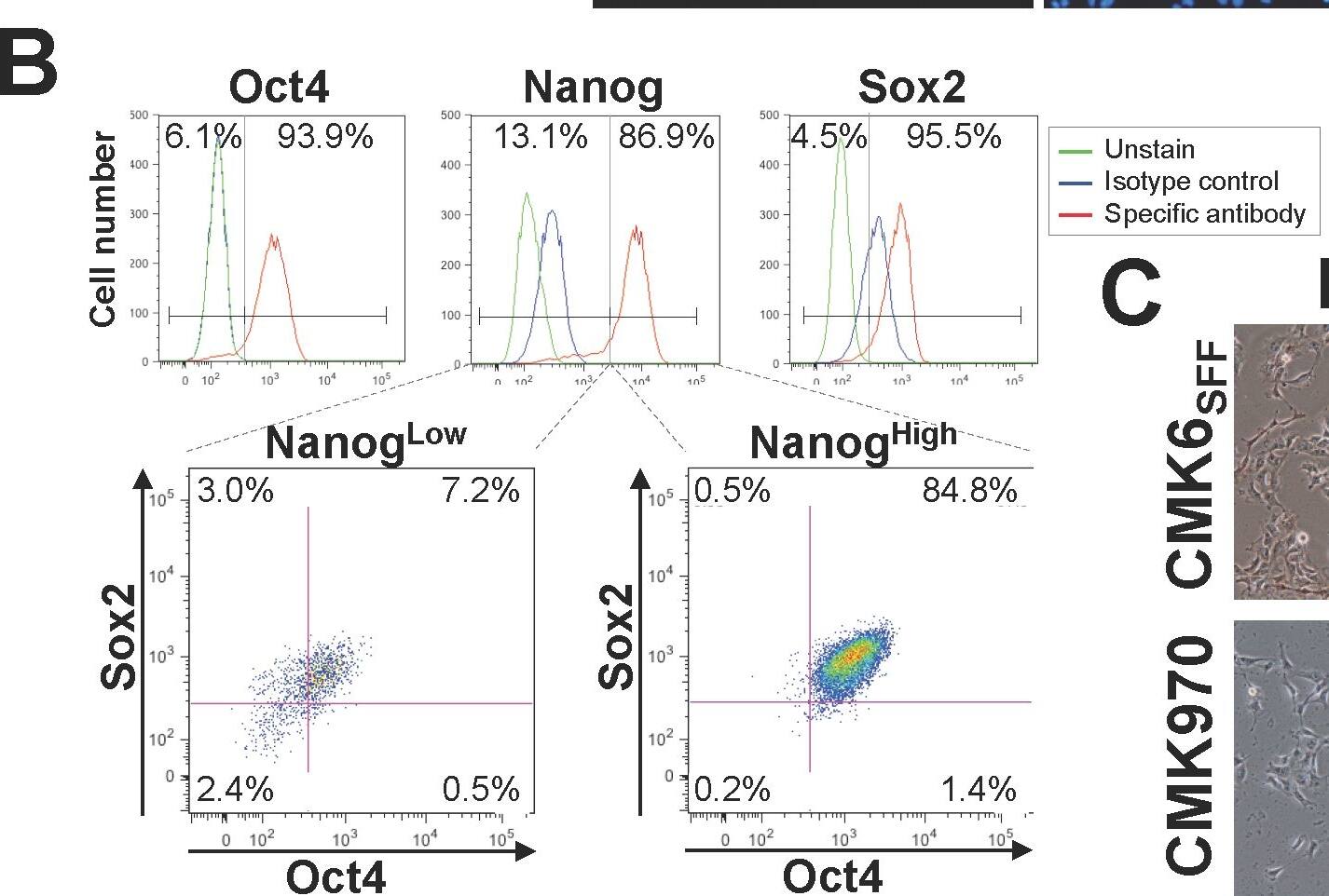 Detection of Monkey SOX2 by Flow Cytometry