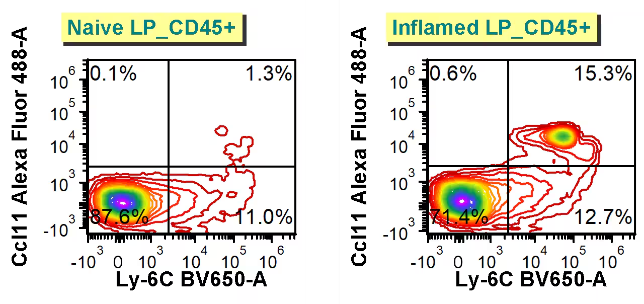 Detection of CCL11/Eotaxin in Mouse colon lamina propria by Flow Cytometry.