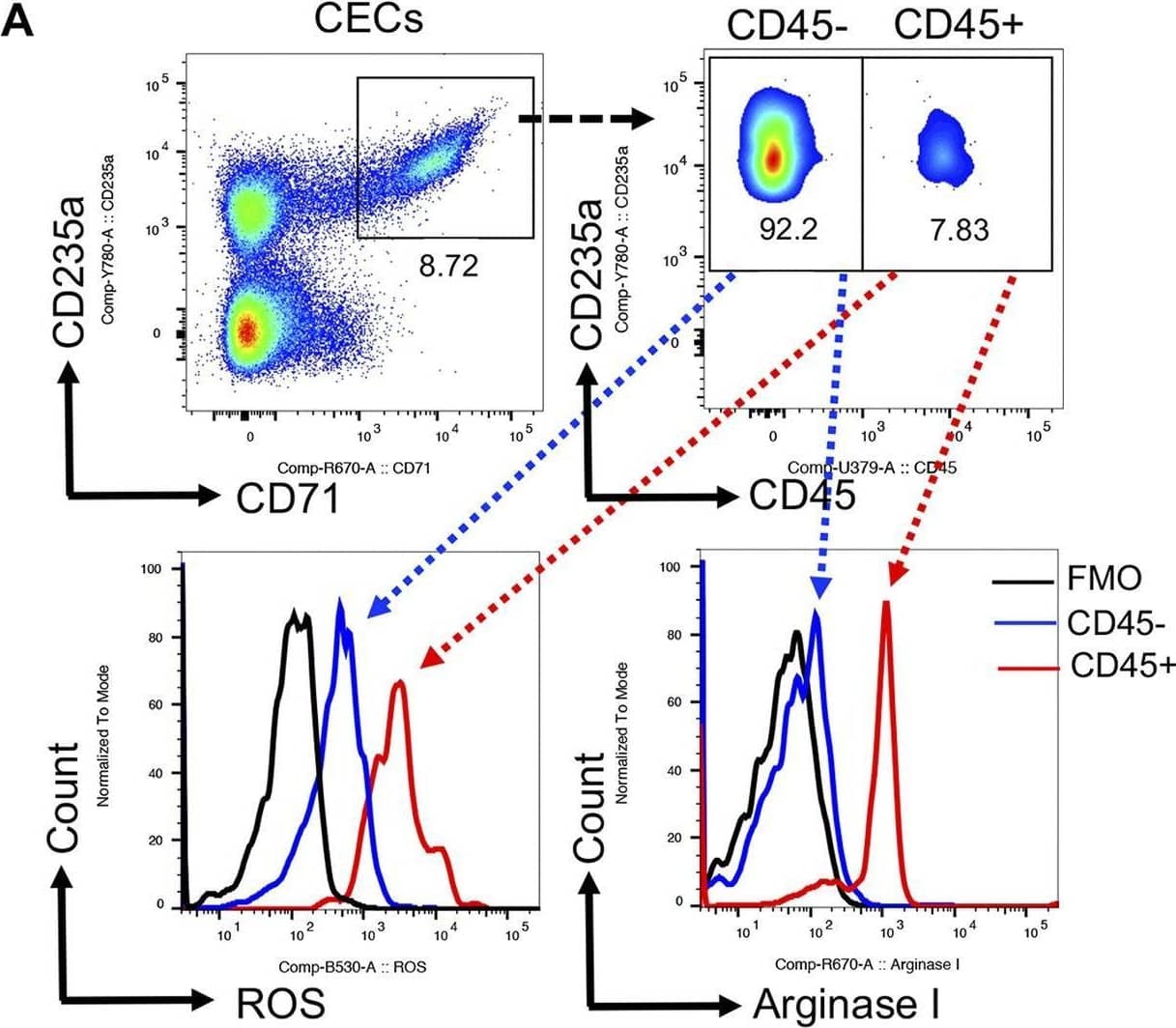 Detection of Arginase 1/ARG1 by Flow Cytometry