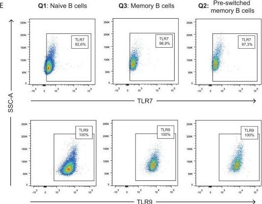 Detection of Human TLR7 by Flow Cytometry