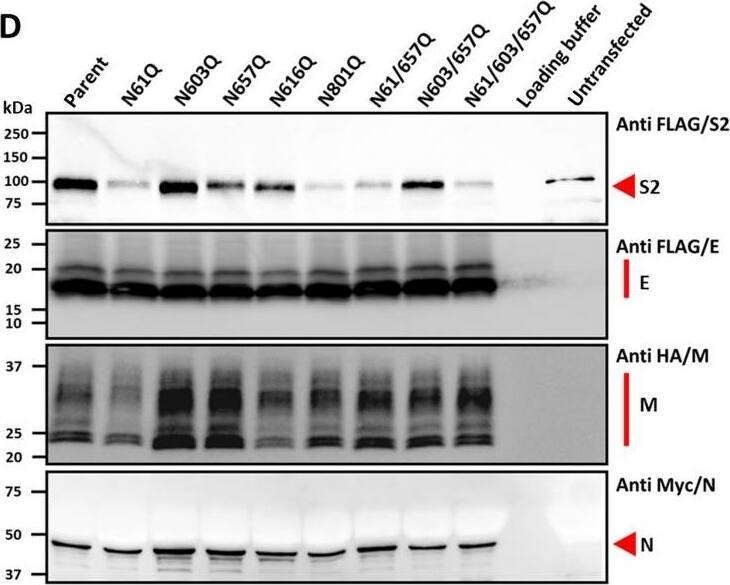 Detection of HA Tag by Western Blot