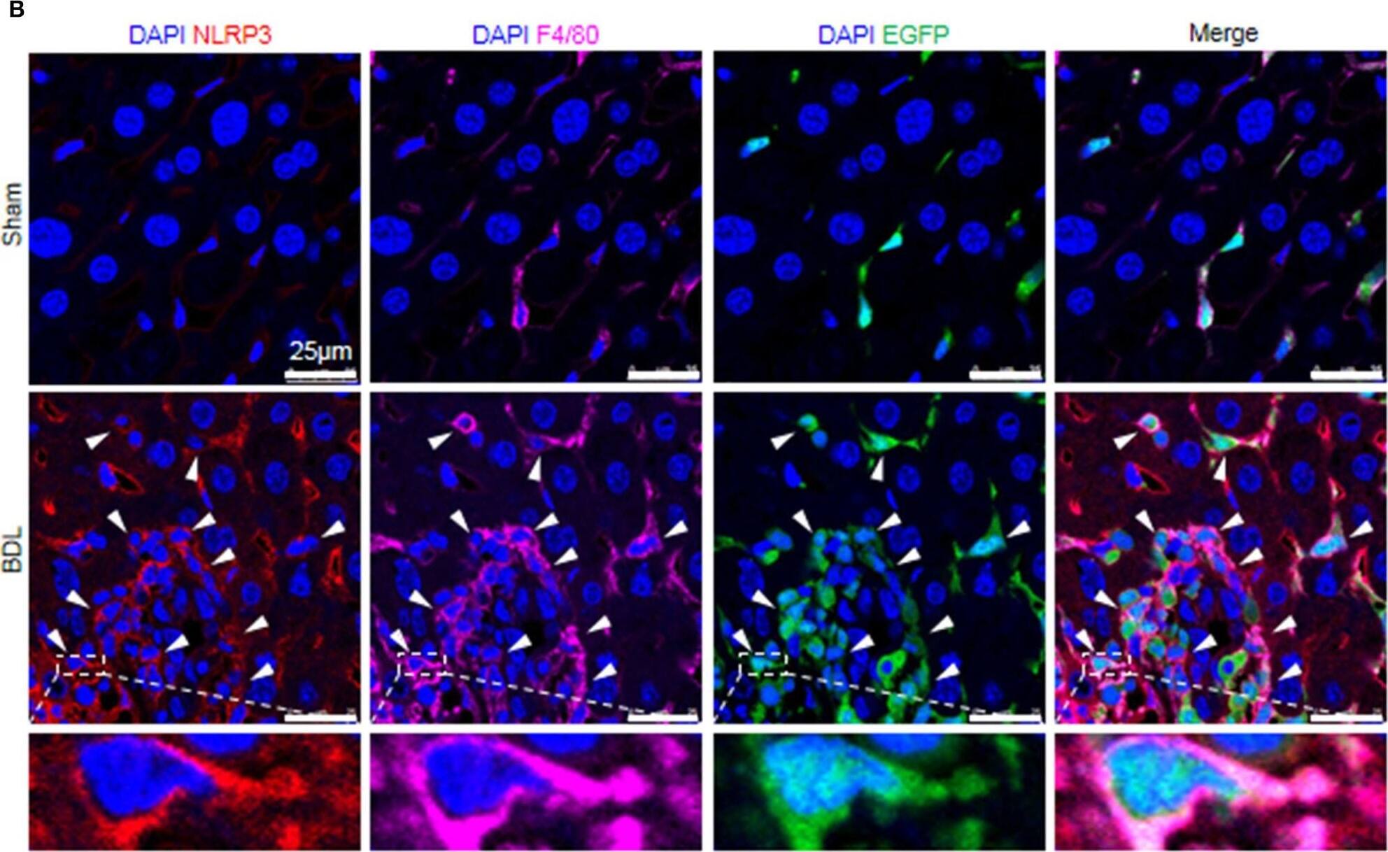 Detection of Mouse NLRP3/NALP3 by Flow Cytometry