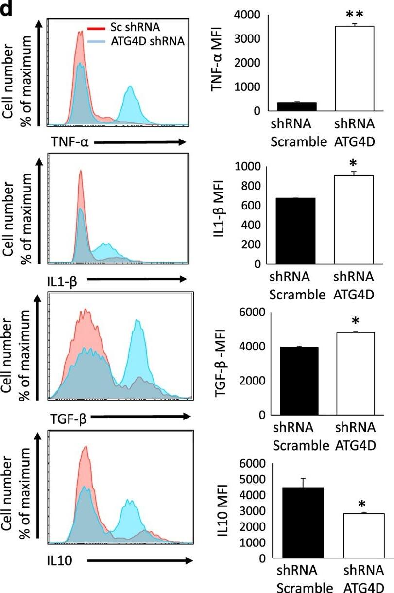 Detection of Human IL-1 beta/IL-1F2 by Flow Cytometry