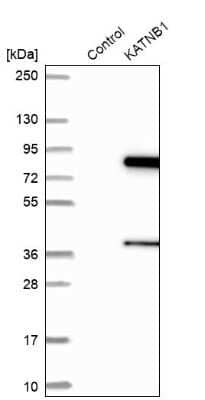 Western Blot: katanin-p80 Antibody [NBP1-87503]