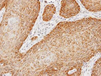 Immunohistochemistry-Paraffin: kinectin Antibody [NBP2-15003]