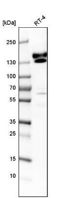 Western Blot: kinectin Antibody [NBP1-90634]