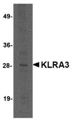 Western Blot: klra3 AntibodyBSA Free [NBP1-76335]