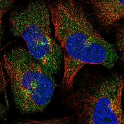 Immunocytochemistry/ Immunofluorescence: lactamase, beta 2 Antibody [NBP1-92064]