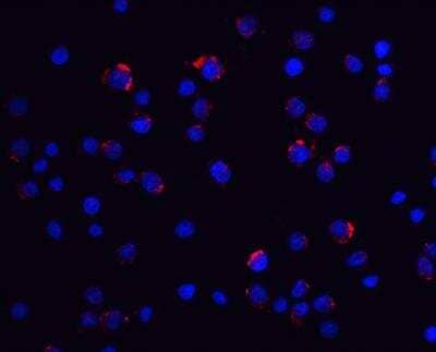 Immunocytochemistry/ Immunofluorescence: lin-54 Antibody - BSA Free [NBP2-82002]